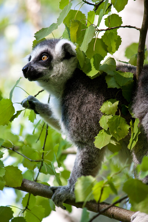 Ring-tailed Lemur 