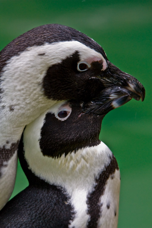 Banded penguin 