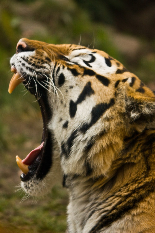 Tiger at yawning 