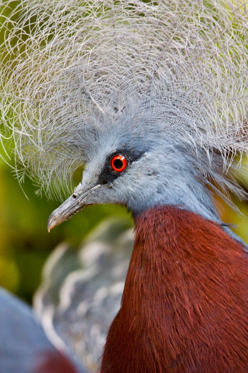 Southern Crowned Pigeon 