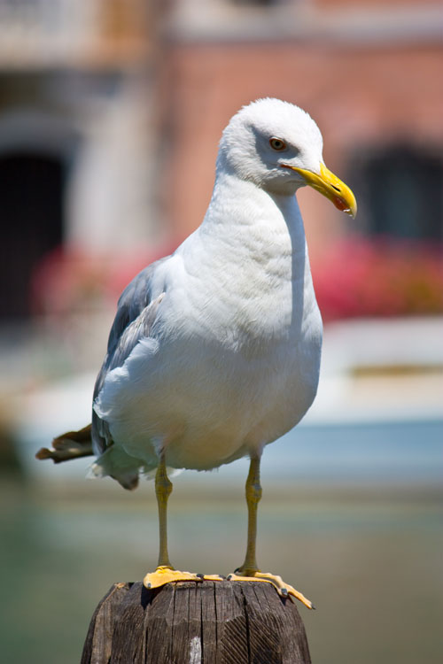 Venice: a gull at the vegetable market (Campo della Prescaria) near the Rialto bridge 