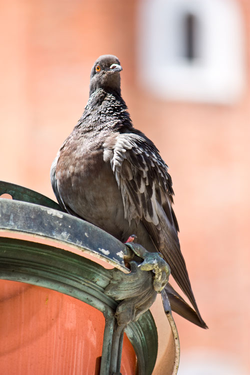 Venedig: eine Taube auf dem Markusplatz 