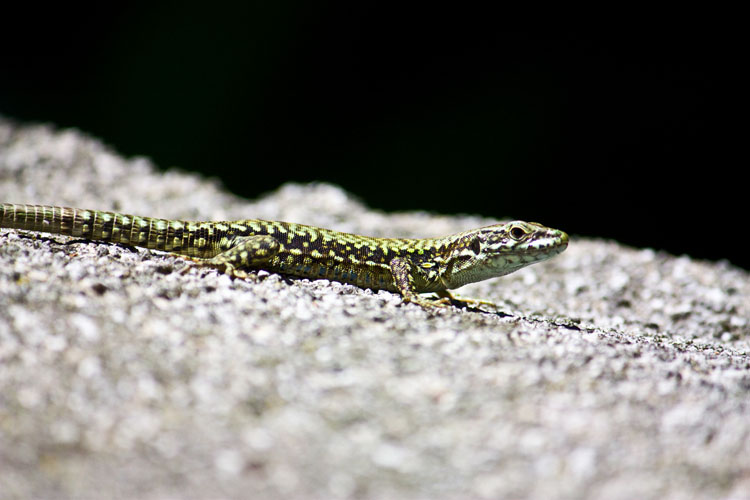 Venice: lizard on Lido de Venezia 